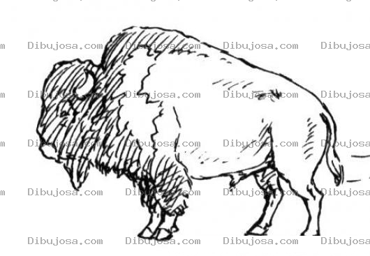 Dibujo para colorear Colorear Dibujo De Un Bufalo Africano