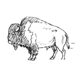 Dibujo para colorear Colorear Dibujo De Un Bufalo Africano