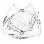 Dibujo para colorear Dibujo D Eun Canasto De Tortillas De Maiz De Guatemala Para Colorear Y Pintar