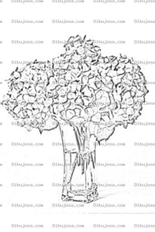 Dibujo para colorear Hydrangeas Azules Para Colorear