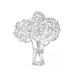 Dibujo para colorear Hydrangeas Azules Para Colorear