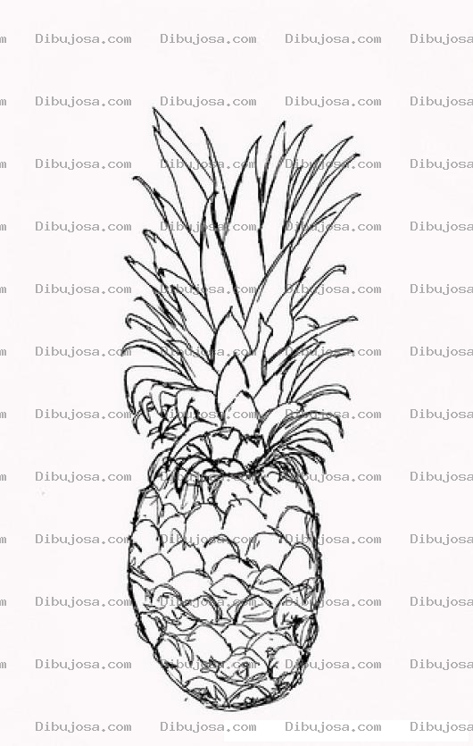 Dibujo para colorear Dibujo De Una Pina Para Pintar Y Colorear