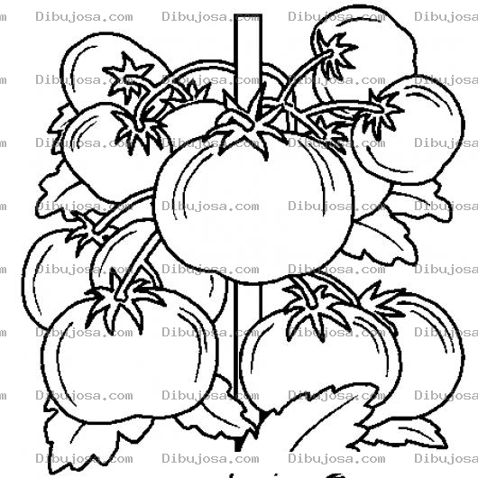 Dibujo para colorear Tomates Para Colorear