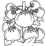 Dibujo para colorear Tomates Para Colorear