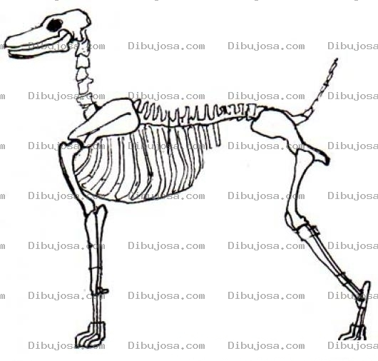 Dibujo para colorear Calavera De Chucho Para Pintar Y Colorear El Esqueleto De Un Perro Huesudo