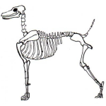 Dibujo para colorear Calavera De Chucho Para Pintar Y Colorear El Esqueleto De Un Perro Huesudo