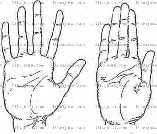 Dibujo para colorear Palma De La Mano Con Dedos Abiertos Y Mano Con Dedos Cerrados Para Pintar Y Colorear