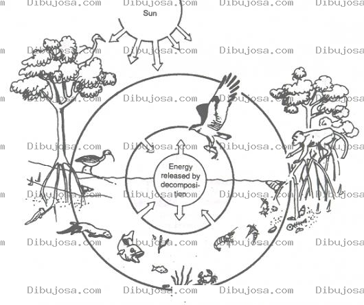 Dibujo para colorear Dibujo De Ecosistema Para Colorear