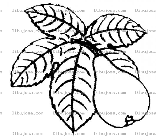 Dibujo para colorear Colorear Pera Madura