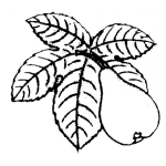 Dibujo para colorear Colorear Pera Madura