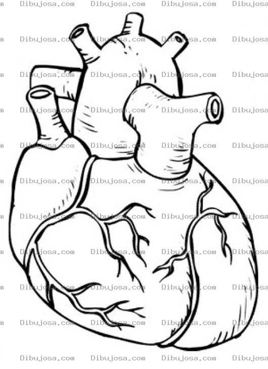 Dibujo para colorear Dibujo De Corazon Real Con Sus Arterias Para Pintar Y Colorear