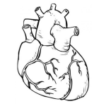 Dibujo para colorear Dibujo De Corazon Real Con Sus Arterias Para Pintar Y Colorear