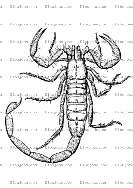 Dibujo para colorear Dibujo De Alacran Escorpion Para Pintar Y Colorear