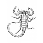 Dibujo para colorear Dibujo De Alacran Escorpion Para Pintar Y Colorear