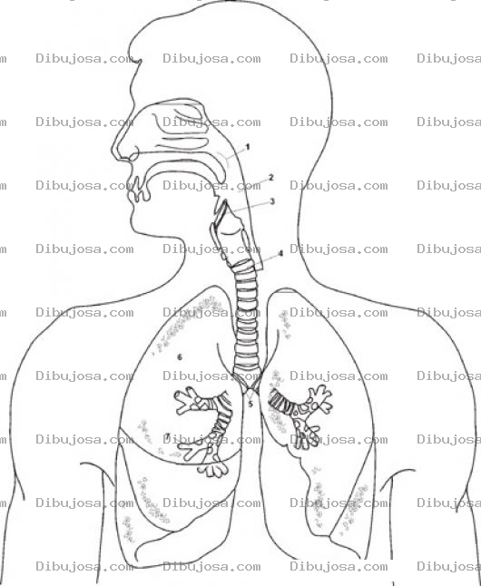 Dibujo para colorear Dibujo De Aparato Respiratorio Para Pintar Y Clorear Sistema Respiratorio Online