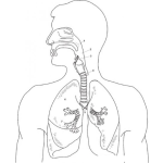 Dibujo para colorear Dibujo De Aparato Respiratorio Para Pintar Y Clorear Sistema Respiratorio Online