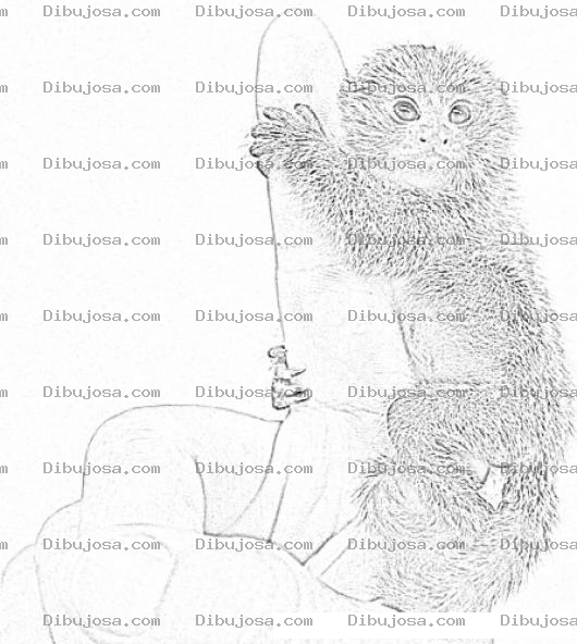 Dibujo para colorear Mono Titi Pigmeo Para Pintar Y Colorear