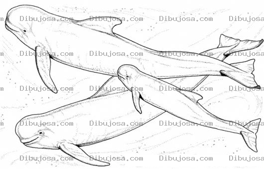 Dibujo para colorear Familia De Ballenas Para Pintar Y Colorear