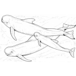 Dibujo para colorear Familia De Ballenas Para Pintar Y Colorear