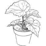 Dibujo para colorear Dibujo De Una Planta En Una Mazeta Para Pintar Y Colorear