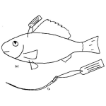 Dibujo para colorear Dibujo De Pescado Etiquetado Para Pintar Y Colorear Pez Con Etiqueta