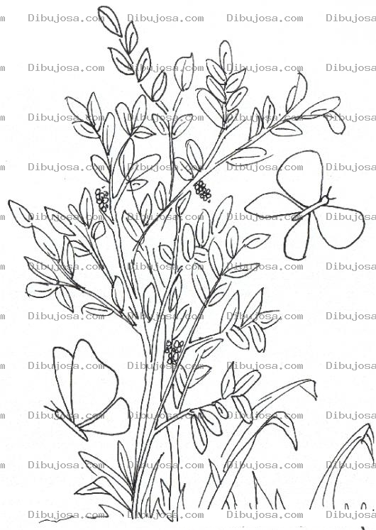 Dibujo para colorear Dibujo De Dos Mariposas Volando Sobre Las Plantas Para Colorear