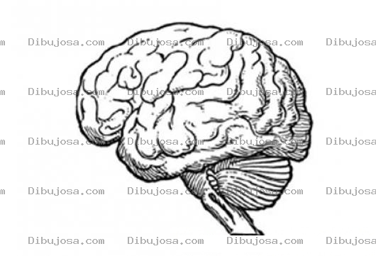 Dibujo para colorear Dibujo De Cerebro Y Cerebelo Para Pintar Y Colorear