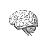 Dibujo para colorear Dibujo De Cerebro Y Cerebelo Para Pintar Y Colorear