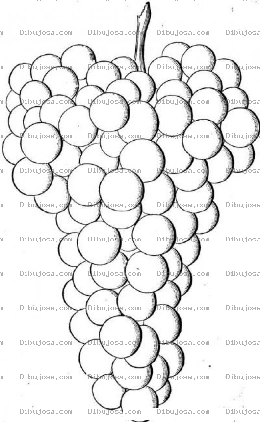 Dibujo para colorear Ramillete De Uvas Para Pintar Y Colorear Ramo De Uvas Deliciosas