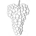 Dibujo para colorear Ramillete De Uvas Para Pintar Y Colorear Ramo De Uvas Deliciosas