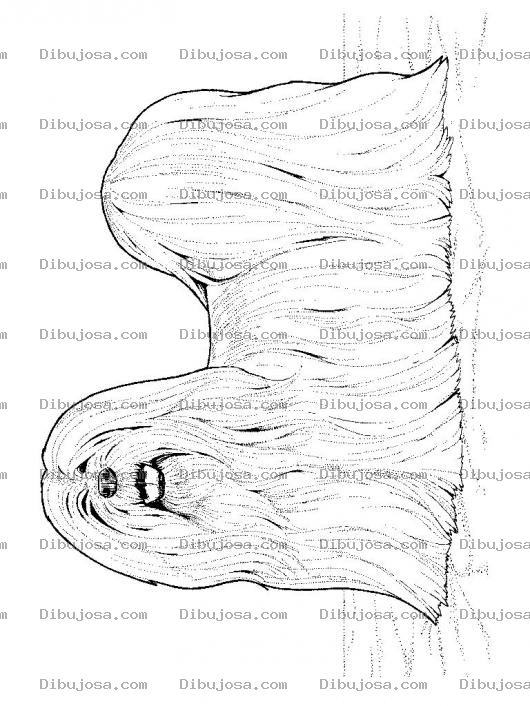 Dibujo para colorear Colorear perrita peluda