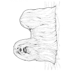 Dibujo para colorear Colorear perrita peluda