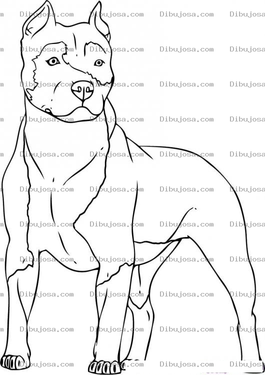 Dibujo para colorear Colorear Perro pitbull