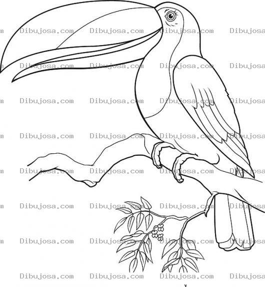 Dibujo para colorear Dibujo De Tucan En Una Rama De Un Arbol Para Pintar Y Colorear