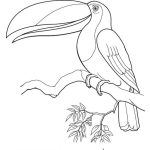 Dibujo para colorear Dibujo De Tucan En Una Rama De Un Arbol Para Pintar Y Colorear