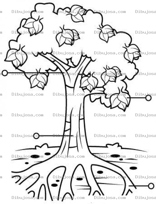 Dibujo para colorear Dibujo Para Pintar Y Colorear Las Partes De Un Arbol