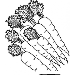 Dibujo para colorear 6 Zanahorias Para Pintar Y Colorear