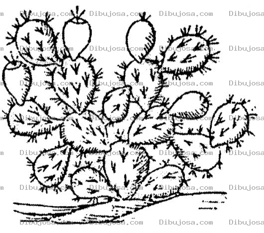 Dibujo para colorear Dibujo De Cactus Para Pintar Y Colorear Cactuscactus