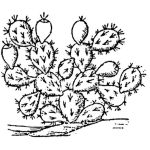 Dibujo para colorear Dibujo De Cactus Para Pintar Y Colorear Cactuscactus