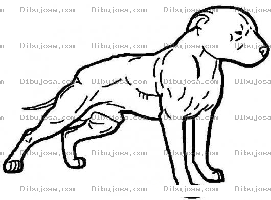 Dibujo para colorear Dibujo De Perro Pitbull Para Pintar Y Colorear