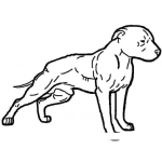 Dibujo para colorear Dibujo De Perro Pitbull Para Pintar Y Colorear