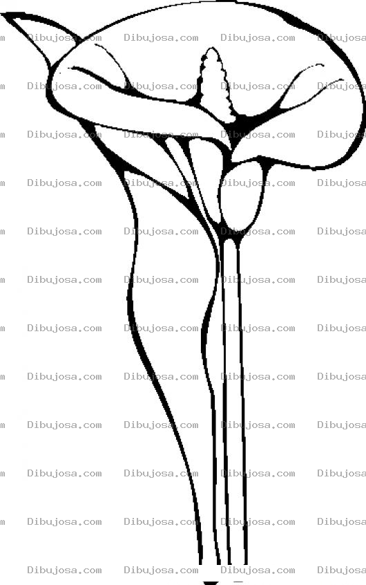Dibujo para colorear Dibujo De Flor De Cartucho Blanco Para Pintar Y Colorear Calla Lilly