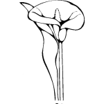 Dibujo para colorear Dibujo De Flor De Cartucho Blanco Para Pintar Y Colorear Calla Lilly