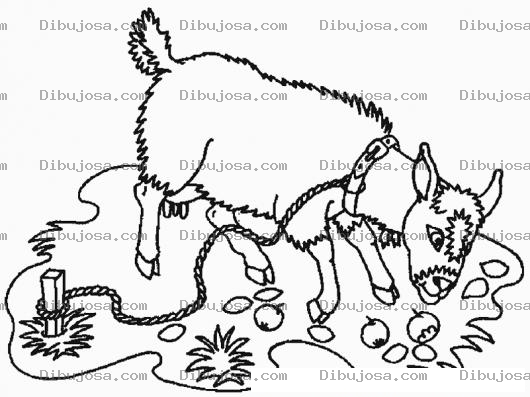 Dibujo para colorear Dibujo De Una Cabra Comiendo Mientras Esta Amarrada A Una Estaca Para Pintar Y Colorear