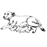 Dibujo para colorear Dibujo De Perra Dando De Mama A Sus Cachorros Para Pintar Y Colorear Chucha Dando De Mama