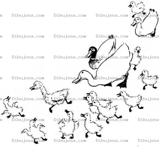 Dibujo para colorear Familia De Patos Para Pintar Y Colorear Estampida De Patos