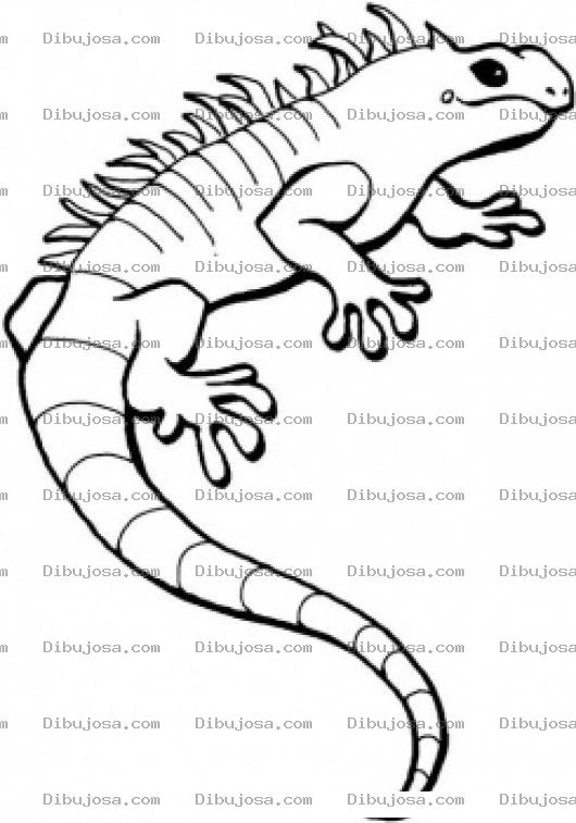 Dibujo para colorear Dibujo De Iguana Verde Para Pintar Y Colorear