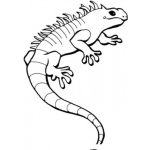 Dibujo para colorear Dibujo De Iguana Verde Para Pintar Y Colorear