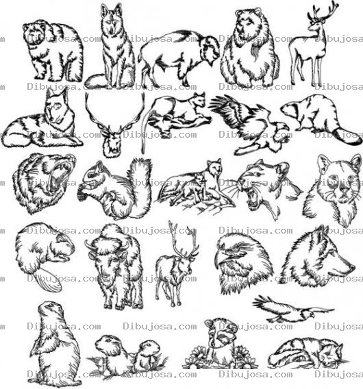 Dibujo para colorear Animalessalvajes Dibujo De Animales Salvajes Para Imprimir Colorear Y Pintar