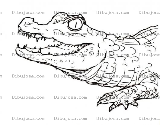 Dibujo para colorear Colorear Cabeza De Lagarto